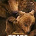 Disneynature Bears