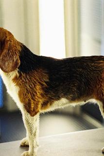 Profilový obrázek - Breezy the Beagle
