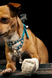 Profilový obrázek - Chester the Chihuahua