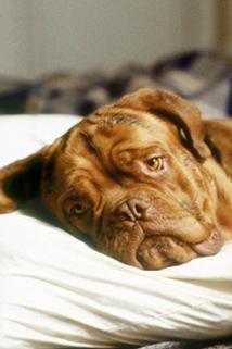 Profilový obrázek - Beasley the Dog