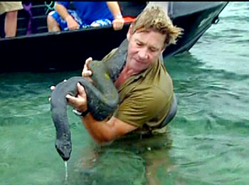 Steve Irwin