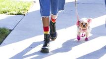 Šílené: Willow Smith obarvila psa na růžovo
