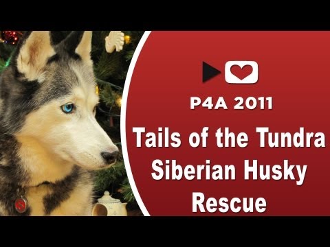 Profilový obrázek - #P4A2011 Tails of the Tundra Siberian Husky Rescue - Project for Awesome 2011 p4a 2011