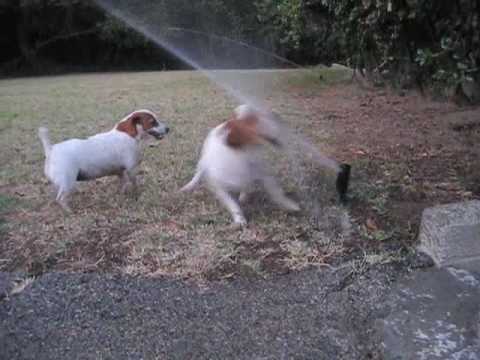 Profilový obrázek - 2 Jack Russell Terrier dogs vs. Sprinklers , fighting