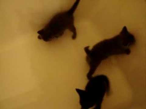 Profilový obrázek - 4 week old kittens