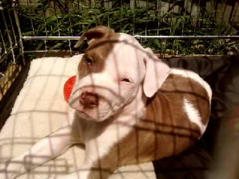 Profilový obrázek - 5 month old red nose pitbull growing up