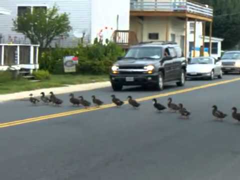 Profilový obrázek - 55 Ducks Crossing The Road