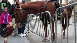Adorable Dog (Frenchie!) Plays with NYPD Police Horse on Wall Street