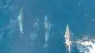 Dolphins Bow Wave Surfing on Cargo Ship