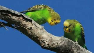 From the album 'Happy Budgies'