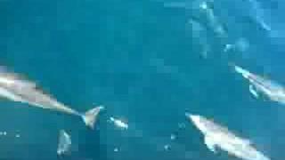 Largest Dolphin Pod EVER... WOW!!!