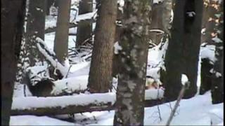 Roe Deer and deer Carpathian winter season. Capriori. Cerbi carpatini in sezonul iernii.