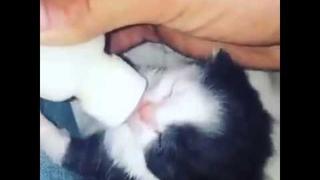 SÁMER ISSA krmí koťátko