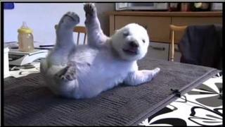 Siku, the adorable Danish polar bear