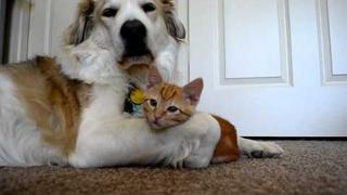 video 36: Cute ADORABLE kitten tries to steal dog's tongue (as seen on Ellen!!)