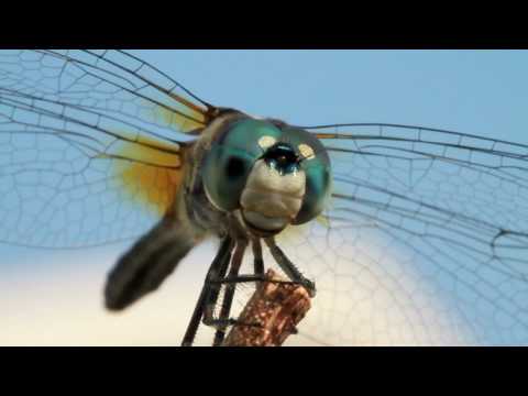 Profilový obrázek - A Moment with Dragonflies