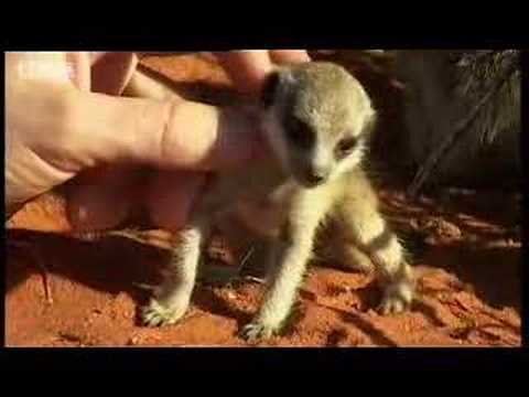 Profilový obrázek - Adorable baby meerkats explore the African wild for the first time - BBC wildlife