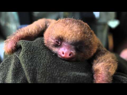 Profilový obrázek - Adorable Baby Sloth Yawning ORIGINAL