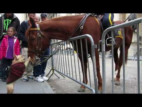 Profilový obrázek - Adorable Dog (Frenchie!) Plays with NYPD Police Horse on Wall Street
