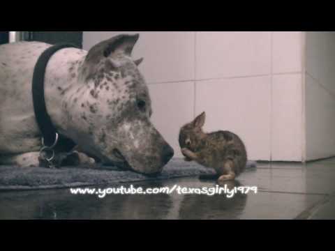 Profilový obrázek - Adorable! Pit Bull CLEANS Baby Bunny (Cottontail Rabbit) in HD. Bunny & Dog