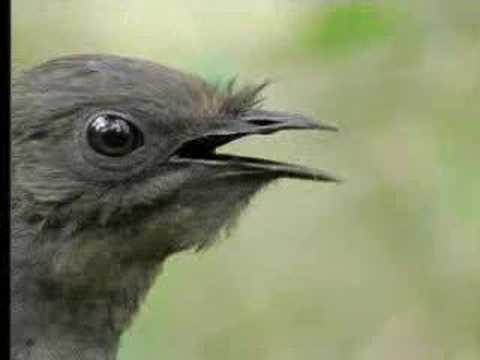 Profilový obrázek - Amazing! Bird sounds from the lyre bird - David Attenborough - BBC wildlife