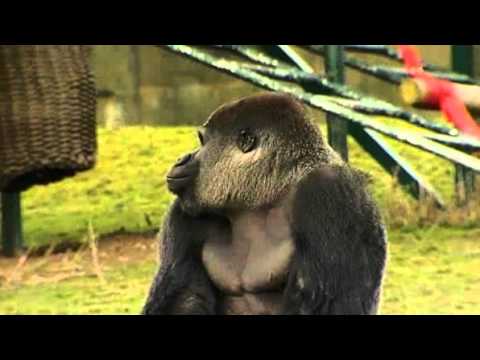 Profilový obrázek - Ambam the Gorilla Walks Upright