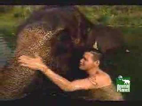 Profilový obrázek - and the Elephant