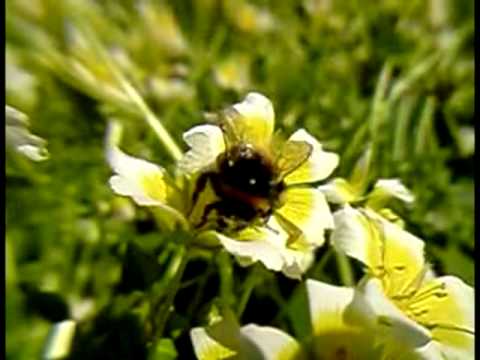 Profilový obrázek - Aphex Twin - Rhubarb (with bees)