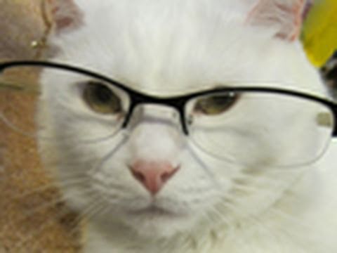 Profilový obrázek - Ask Jupiter - Talking Cat Answers Your Questions