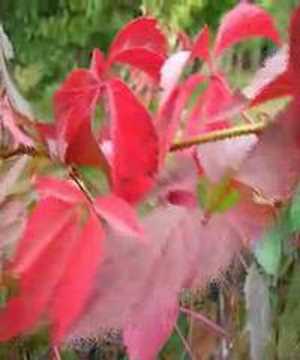 Profilový obrázek - Autumn Leaves Eva Cassidy