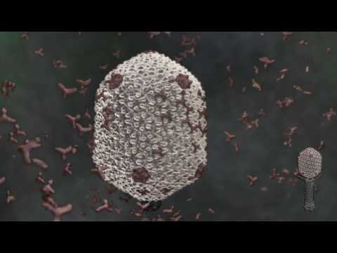 Profilový obrázek - Bacteriophage T4 Assembly