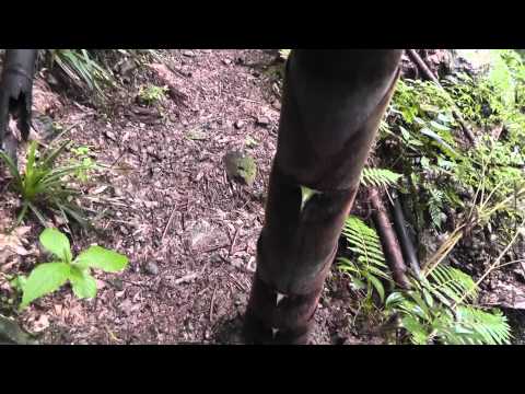 Profilový obrázek - Bamboo Shoots In a Japanese Forest