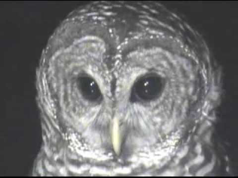 Profilový obrázek - Barred Owl hoots & grabs fish
