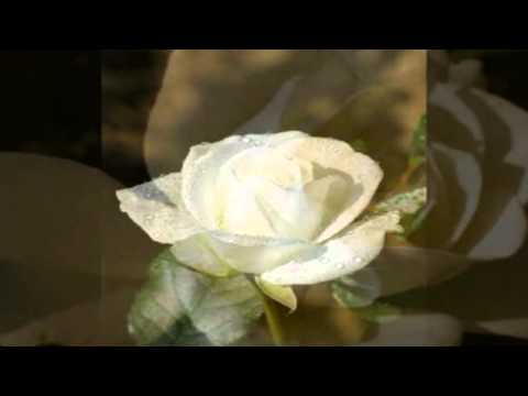 Profilový obrázek - Bílá růže - Milan Chladil