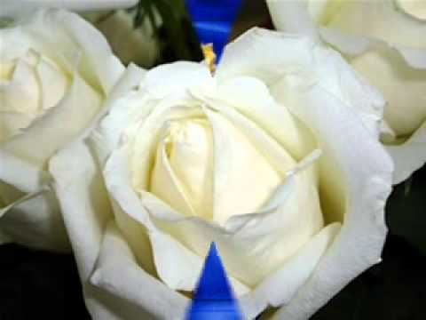 Profilový obrázek - Bílé růže z Athen Eva Dvořáčková