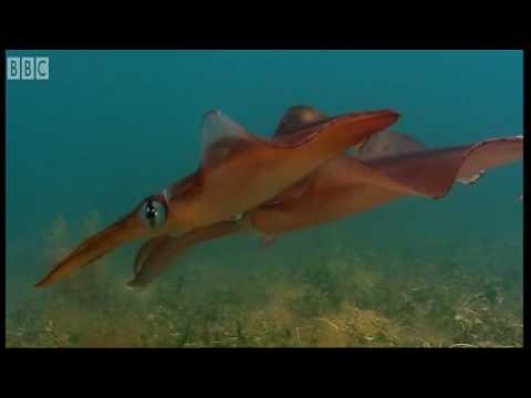 Profilový obrázek - Bizarre fish in Kelp Seas - Blue Planet - BBC Earth