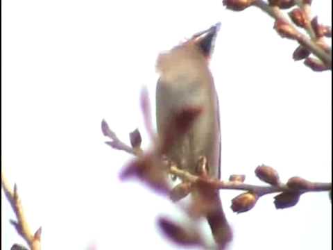 Profilový obrázek - Bohemian Waxwing Bombycilla garrulus