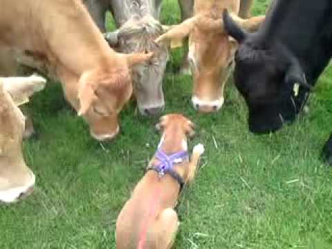 Profilový obrázek - BOXER PUPPY GREETED BY HERD OF COWS ON WALK! AMAZING TO SEE