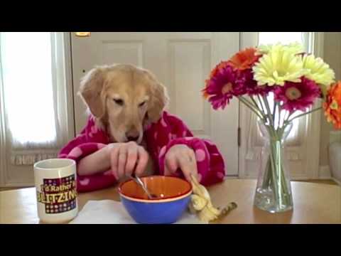 Profilový obrázek - Breakfast at Ginger's- golden retriever dog eats with hands