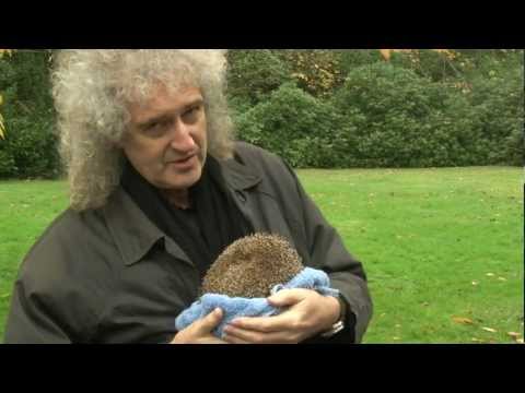 Profilový obrázek - Brian May talks about Percy the Hedgehog's ordeal