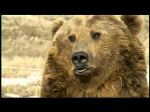 Profilový obrázek - Brutus, the pet grizzly bear
