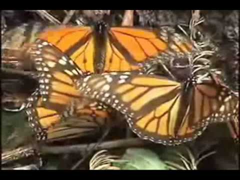 Profilový obrázek - "Butterfly-Lovers" - Vanessa Mae (Violin Concerto)
