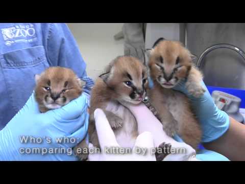 Profilový obrázek - Caracal Kittens at the Oregon Zoo