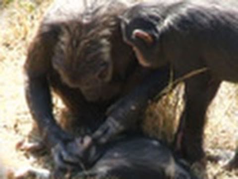 Profilový obrázek - Chimps "Mourn" Nine-year-old's Death?