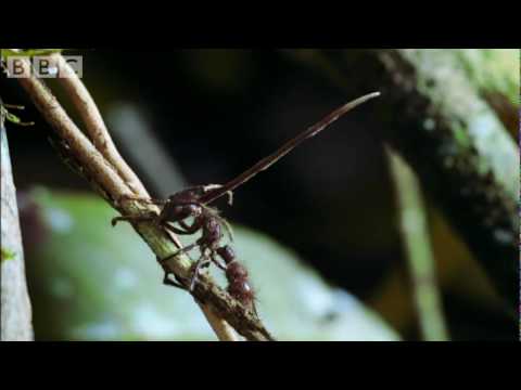 Profilový obrázek - Cordyceps: attack of the killer fungi - Planet Earth Attenborough BBC wildlife