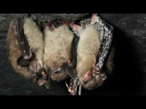 Profilový obrázek - Countdown to Extinction for Little Brown Bats
