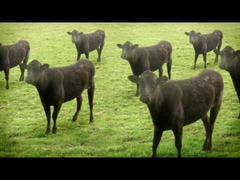 Profilový obrázek - cows & cows & cows