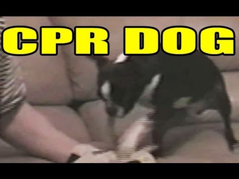 Profilový obrázek - CPR DOG!