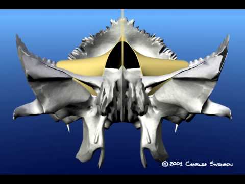 Profilový obrázek - Craniosacral movement animated