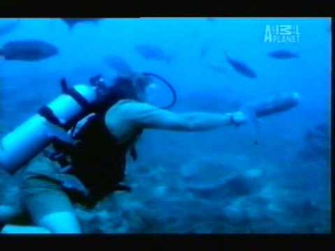 Profilový obrázek - Crocodile Hunter - Tiger Sharks (Part 3/5)